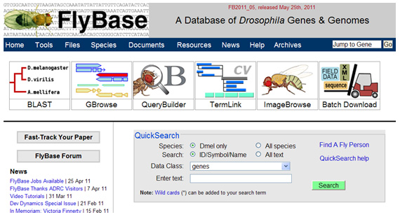 FlyBase